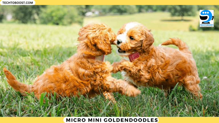 Micro Mini Goldendoodles