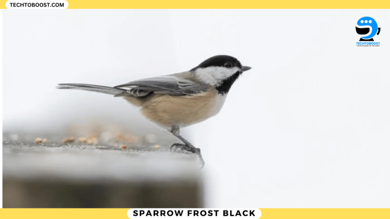 Sparrow Frost Black